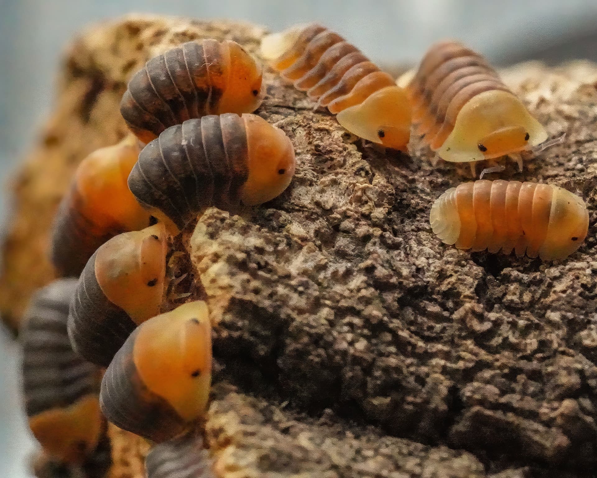 Rubber Ducky isopods with orange and grey banded shells gathered on bark